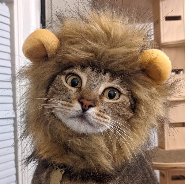 ferocious lion